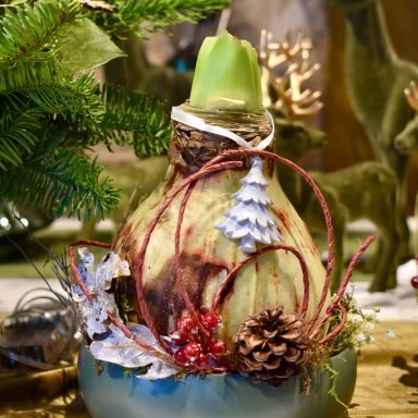 Amaryllis Weihnachten Blumenshop Marktkauf Oschatz